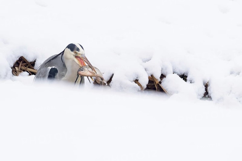 Grey heron (Ardea cinerea) catching a fish in a snowy environment, Hesse, Germany