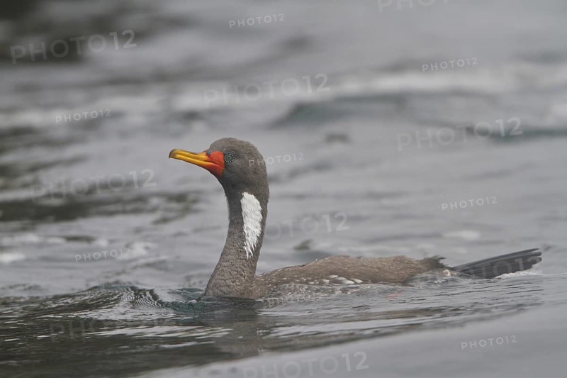 Red-legged Cormorant (Phalacrocorax gaimardi), Isla de Ballestas National Park, Peru
