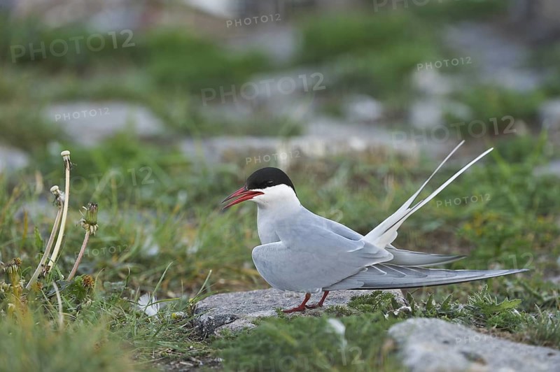 Kuestenseeschwalbe (Sterna paradisea) Arctic Tern