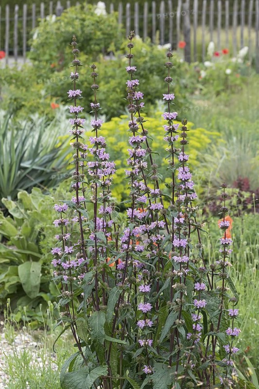 Fireweed (Phlomis tuberosa 'Amazone'), Ihlenweg 7, Germany