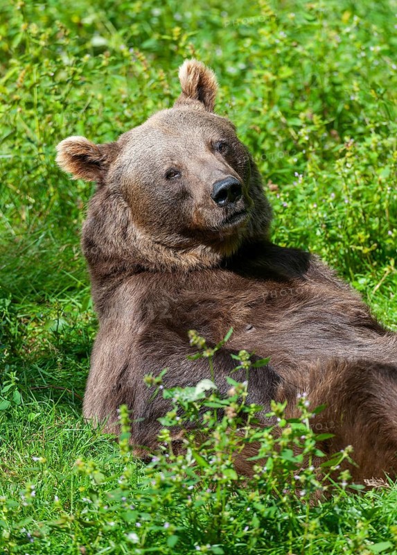 Brown bear (Ursus arctos) lying on its back on a forest meadow and letting the sun shine on its belly, sunbathing, captive, Bavarian Forest National Park, Bavaria, Germany