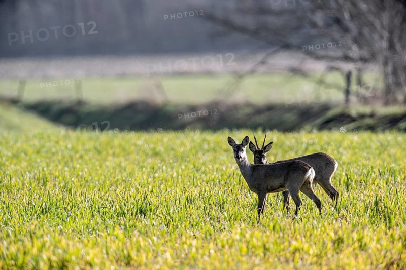 Roe deer (Capreolus capreolus), Lower Saxony, Germany