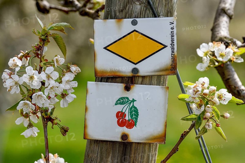 Signpost at the Dreikirschenweg, Mösbach, Ortenaukreis, Black Forest, Baden-Württemberg, Germany