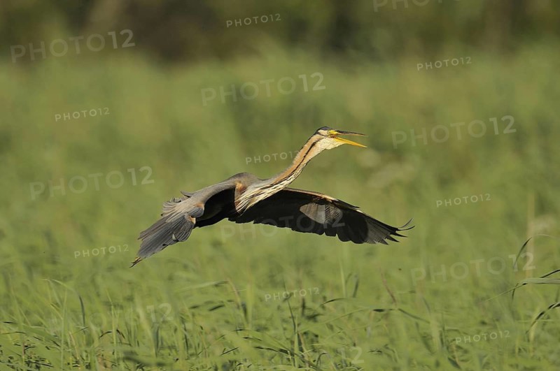 Purple Heron (Ardea purpurea) flying, Netherlands