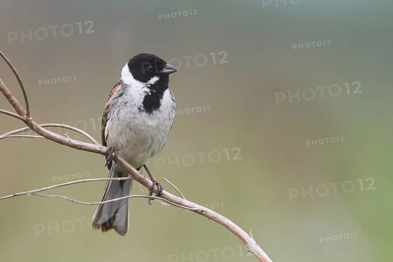 Common Reed Bunting (Emberiza schoeniclus) male, Hungary
