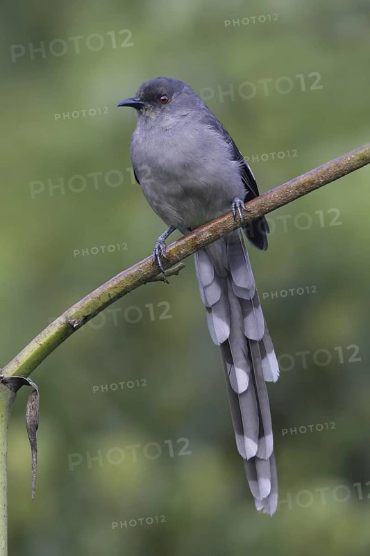Long-tailed Sibia (Heterophasia picaoides), Malaysia