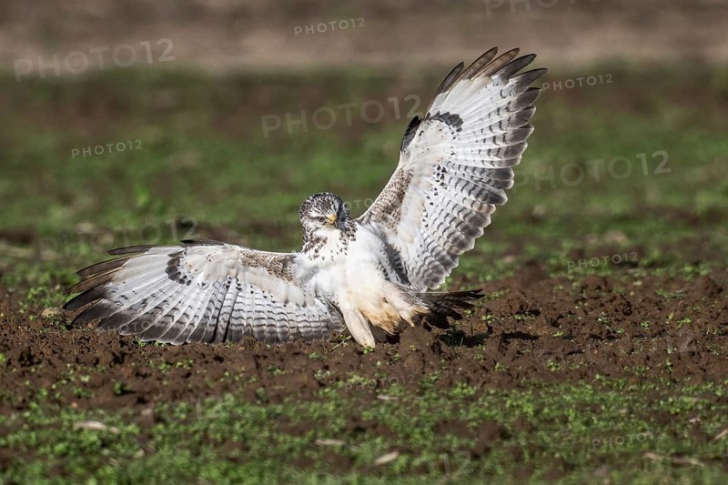 Common buzzard (Buteo buteo), flying, Emsland, Lower Saxony, Germany