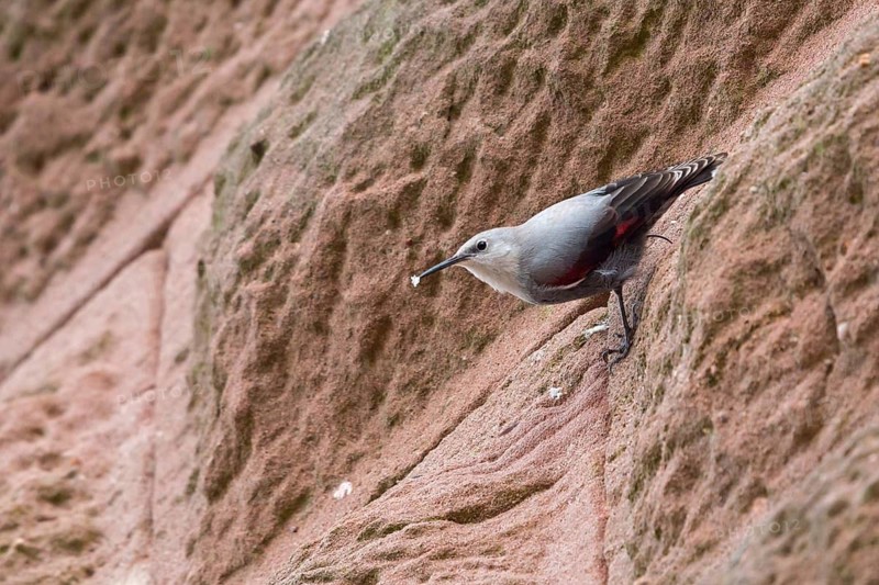 Wallcreeper, Tichodroma muraria, Tichodrome échelette, Treparriscos, Birg Trifel, Annweiler am Trifels, Rhineland-Palatinate, Germany