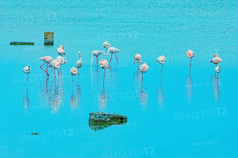 Flamingoes, Vendicari, Noto Valley, Sicily, Italy