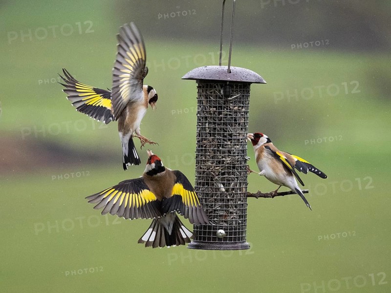 European Goldfinch (Carduelis carduelis), three adult birds fighting and squabbling over food, two in flight, at bird feeding station in flight, Hesse, Germany