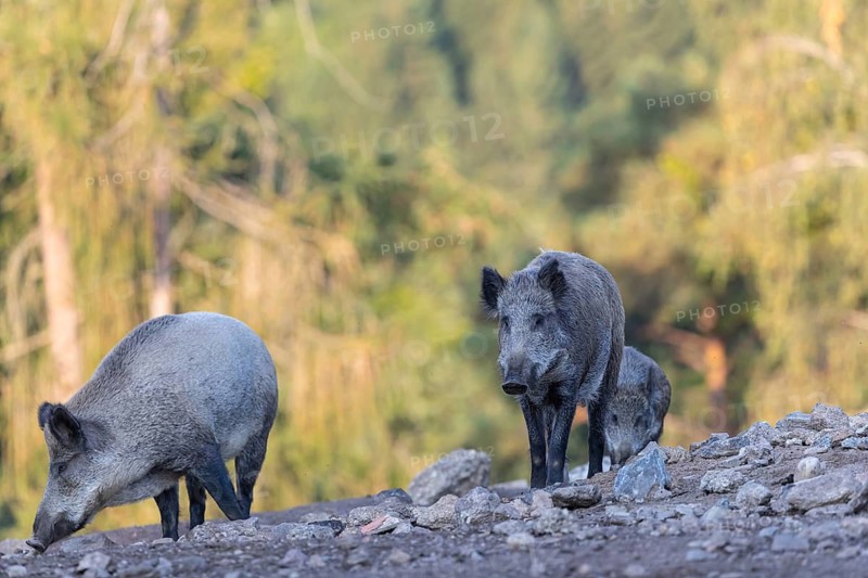Three adult wild boar or wild pig (Sus scrofa) walking over an opening with a green forest in the background