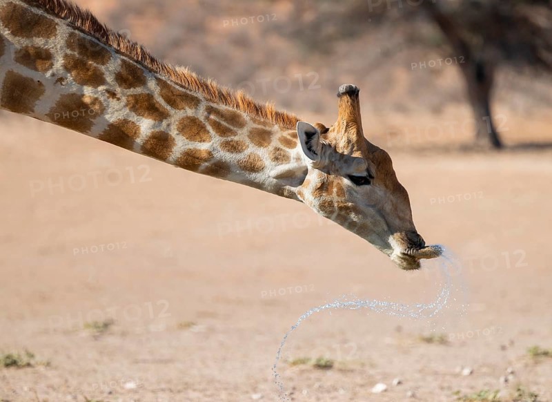 Cape giraffe (Giraffa giraffa giraffa) drinking, funny, Kgalagadi Transfrontier National Park, Northern Cape, South Africa