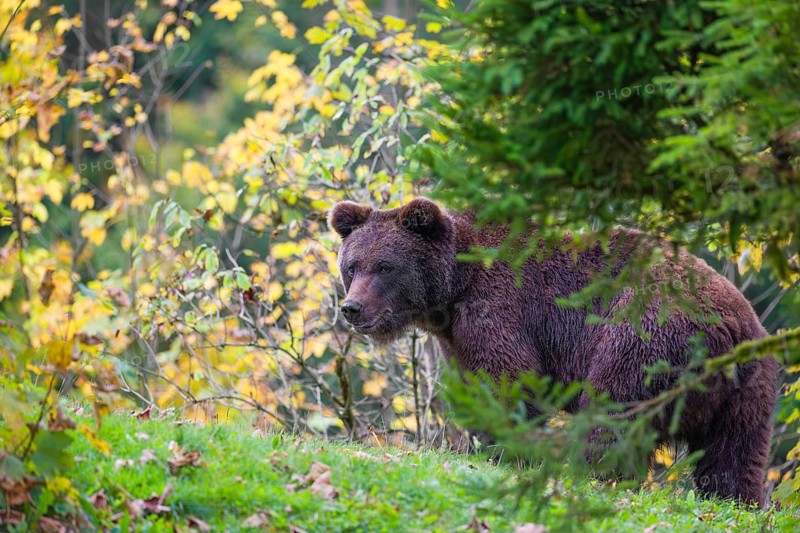 A young male Eurasian brown bear (Ursus arctos arctos) walks across a meadow along autumnal colored vegetation