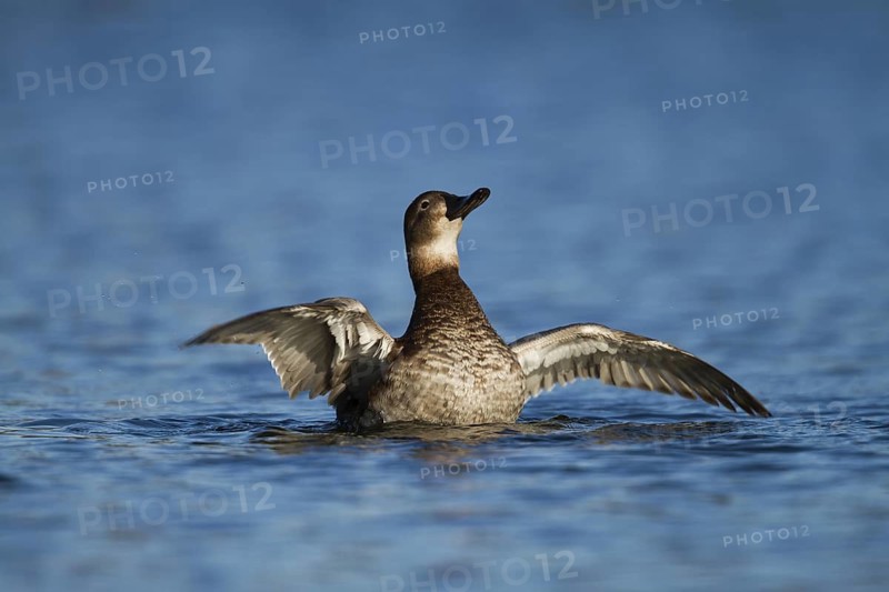Common Pochard (Aythya ferina) female, Bavaria, Germany