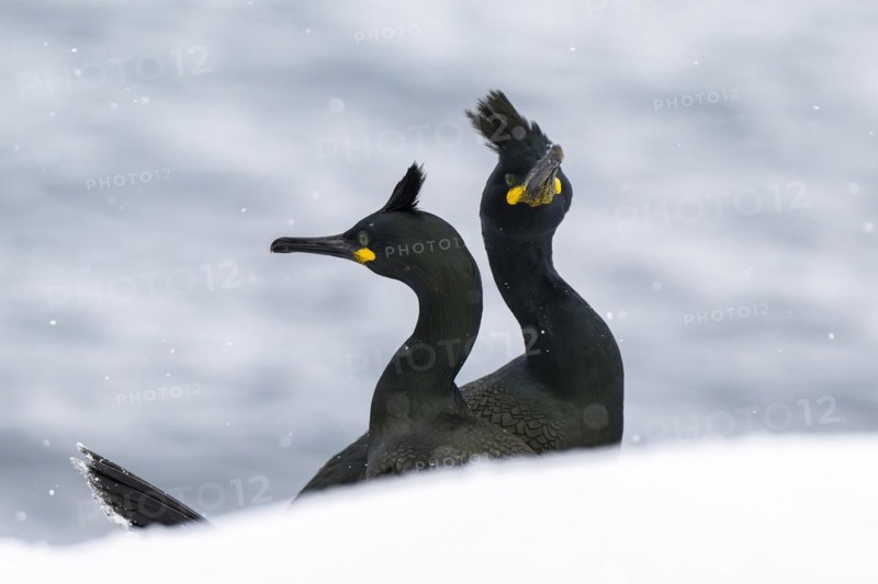 Common shags (Phalacrocorax aristotelis), in the snow, Hornoya Island, Hornøya, Vardø, Varanger Peninsula, Troms og Finnmark, Norway