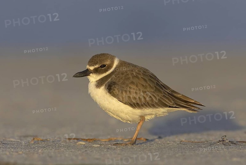 Wilson's Plover (Charadrius wilsonia), Florida, USA