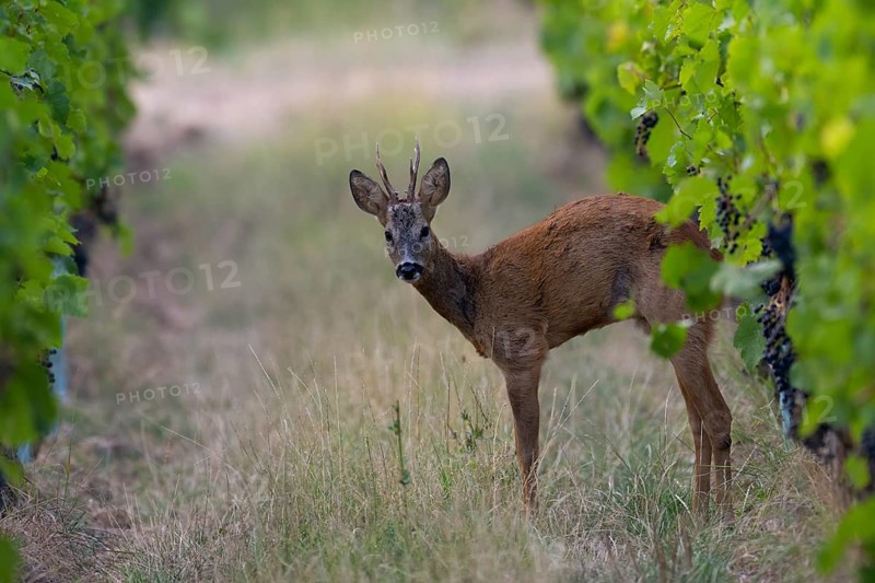 Roebuck in summer, Wittlich, Rhineland-Palatinate, Germany