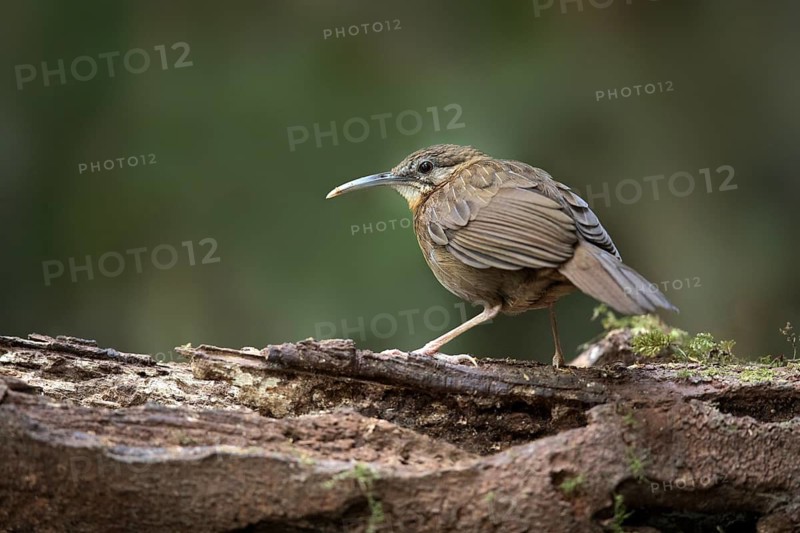 Short-tailed Scimitar Babbler (Jabouilleia danjoui), Bidoup National Park, Vietnam