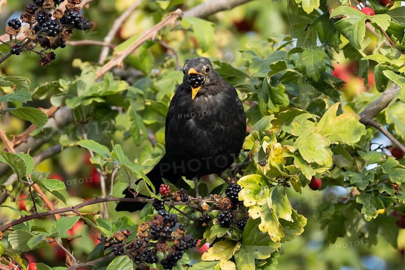 Eurasian blackbird (Turdus merula) adult male bird feeding on a blackberry in a hedgerow in the summer, England, United Kingdom