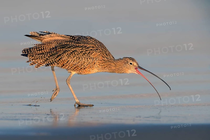 Long-billed Curlew (Numenius americanus) - Morro Bay, California