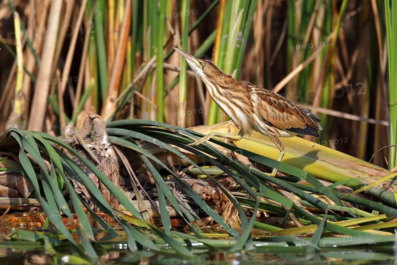 Little Bittern (Ixobrychus minutus) juvenile foraging, Saxony-Anhalt, Germany