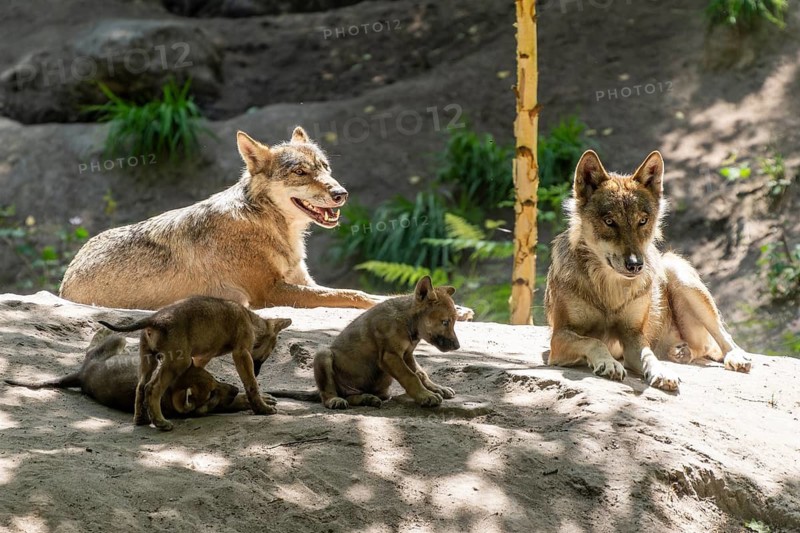 Adult gray wolves (Canis lupus), Germany