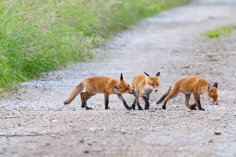 Fox (Vulpes vulpes) puppies Germany