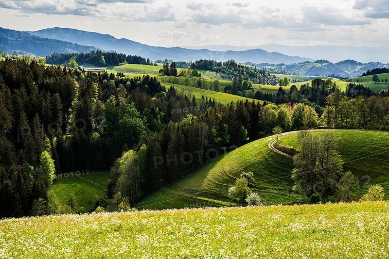 Flowering meadow and mountains, near St Märgen, Black Forest, Baden-Württemberg, Germany