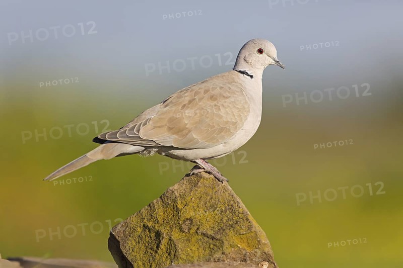 Eurasian Collared Dove (Streptopelia decaocto), Rhineland-Palatinate, Germany