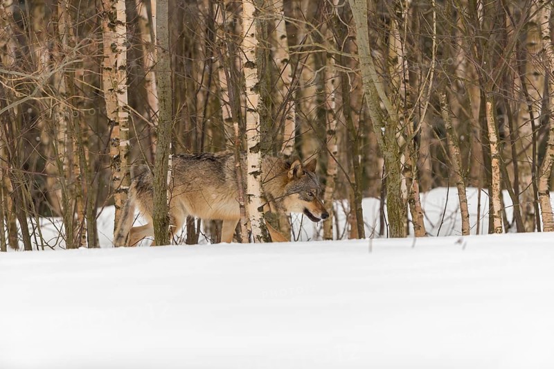 One male eurasian gray wolf (Canis lupus lupus) walking thru deep snow with a forest in the background