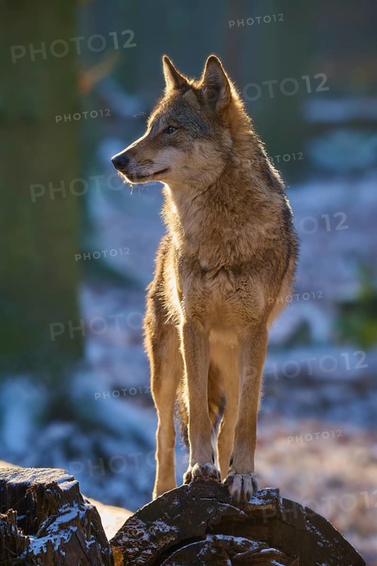 A wolf stands alert on a tree stump, illuminated by warm sunlight, winter, wolf (Canis lupus), Germany