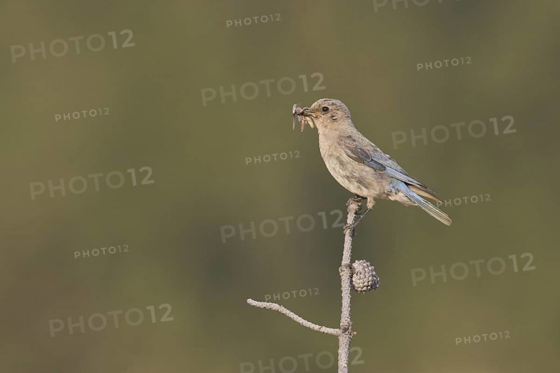 Mountain Bluebird (Sialia currucoides), Canada