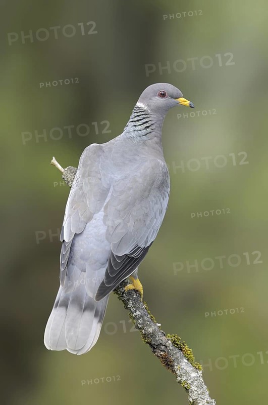 Band-tailed Pigeon (Patagioenas fasciata), British Columbia, Canada