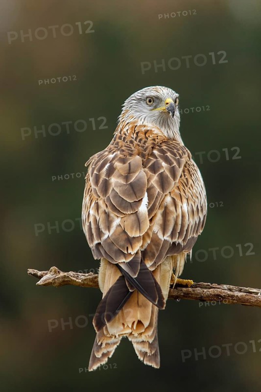 Red Kite (Milvus milvus), perched on a branch, Castile and Leon, Spain