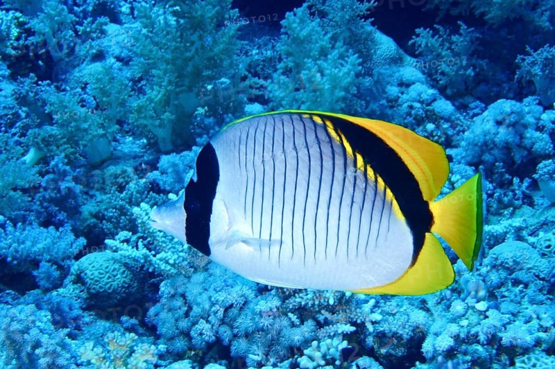 Giant butterflyfish (Chaetodon lineolatus)