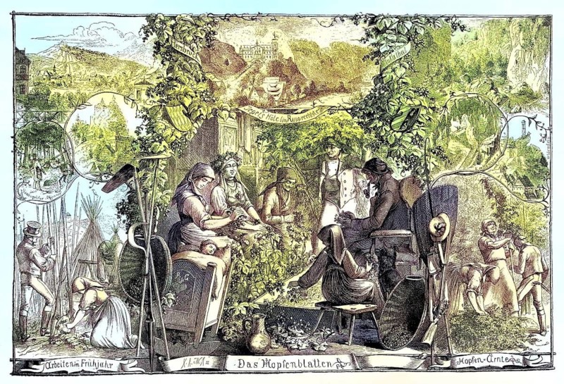 Hop picking, hop leaves, hop harvest near Hersbruck, Bavaria, Germany, coloured woodcut from 1864, people harvesting hops in a rural setting, nature and agriculture in the foreground