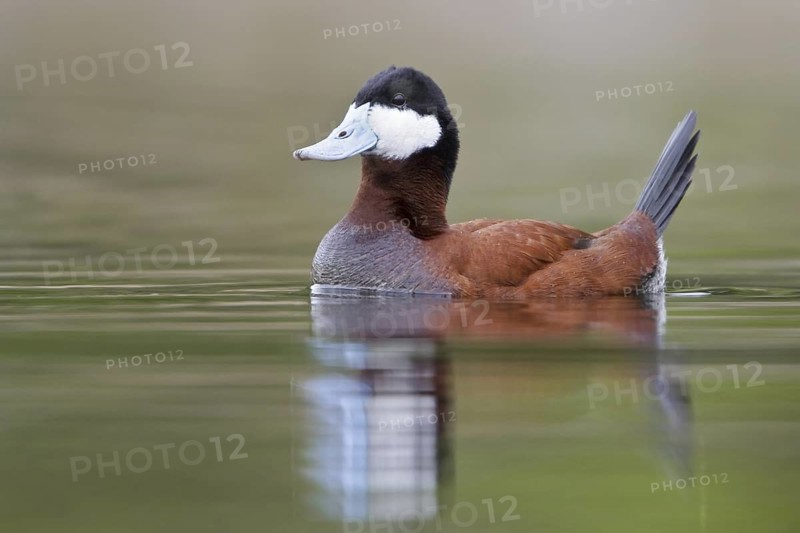 Ruddy Duck (Oxyura jamaicensis), British Columbia, Canada