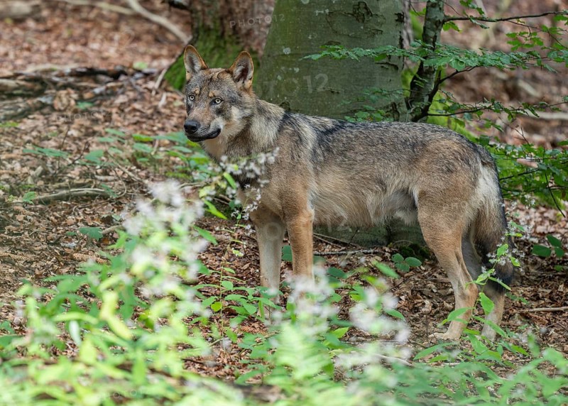Wolf (Canis lupus) standing in the forest and looking attentively, captive, Bavarian Forest National Park, Bavaria, Germany
