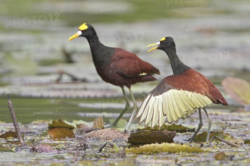 Northern Jacana (Jacana spinosa), Costa Rica