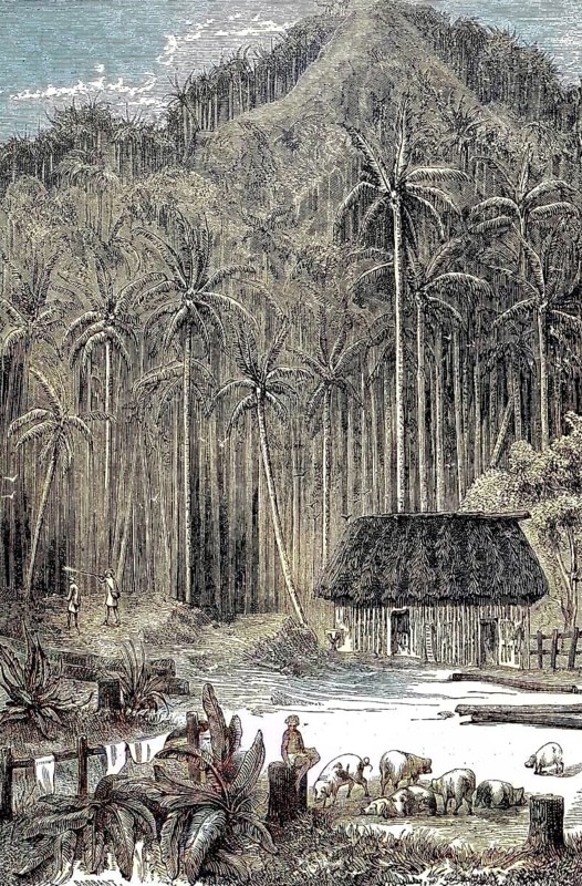 Trekking through South America, Totchesito palm forest in 1869, Colombia, Historic, digitally restored reproduction of a 19th century original, exact original date unknown