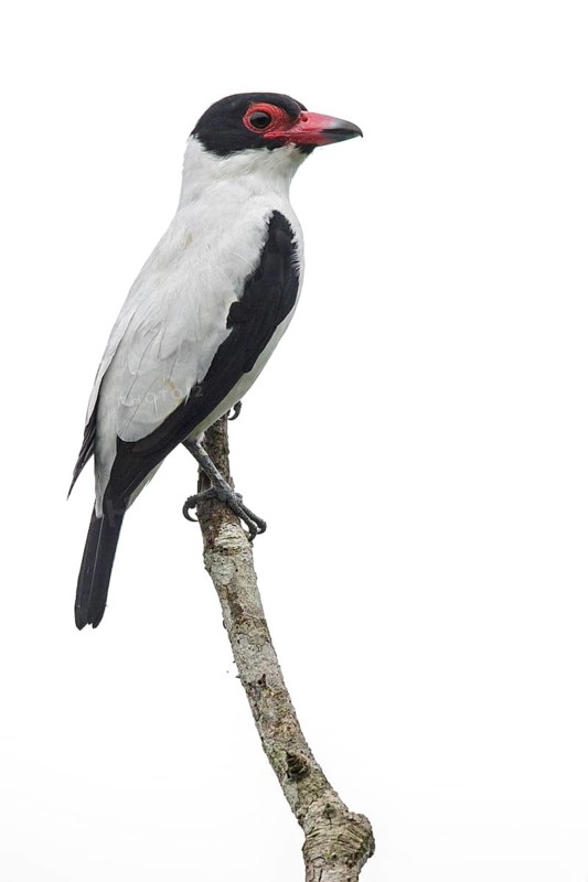 Black-tailed Tityra (Tityra cayana) perched on a branch in Ecuador