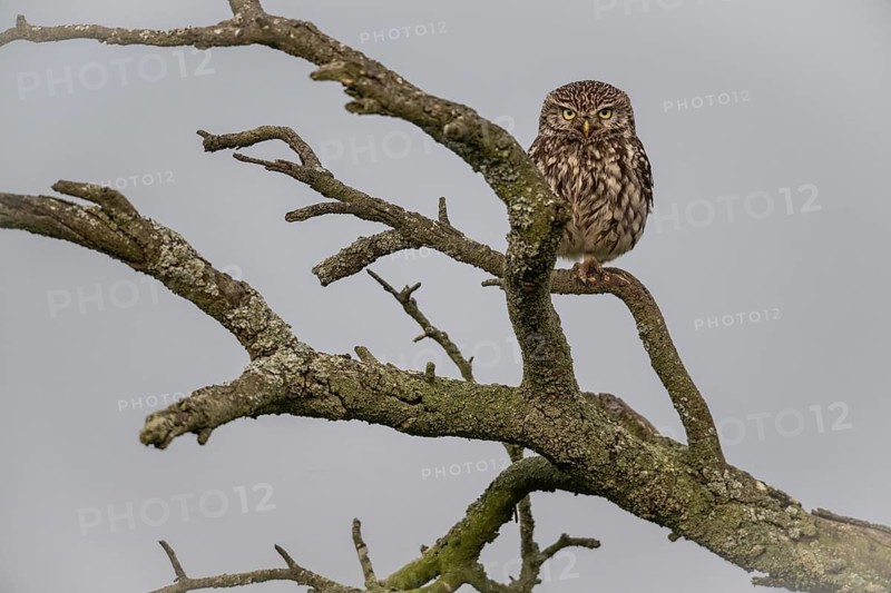 Little owl (Athene noctua), Emsland, Lower Saxony, Germany