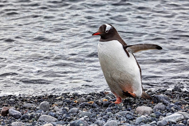 A penguin moves along the rocky shore of a body of water, gentoo penguin (Pygoscelis papua) in the Antarctic