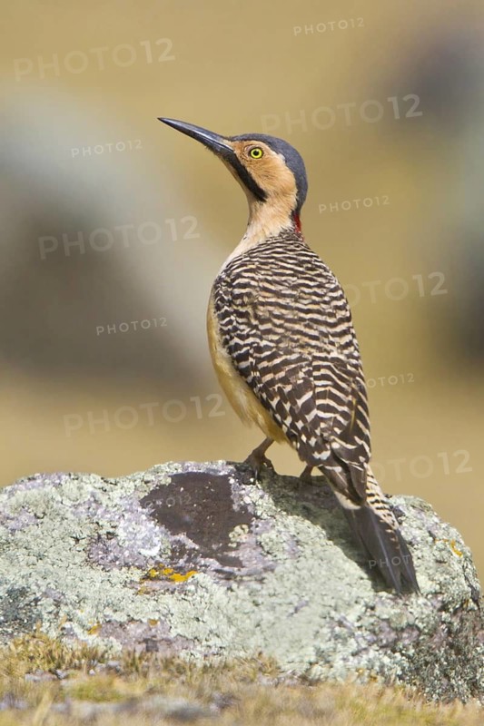 Andean Flicker (Colaptes rupicola), Marcapomacocha, Peru