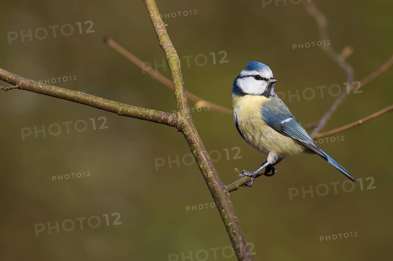 Blue Tit - Blaumeise - Cyanistes caeruleus ssp. caeruleus, Germany, adult