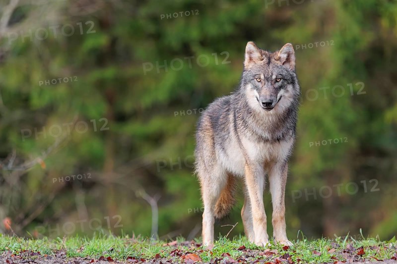 A young grey wolf (Canis lupus lupus) stands at the edge of the forest on a cloudy day and observes the surroundings