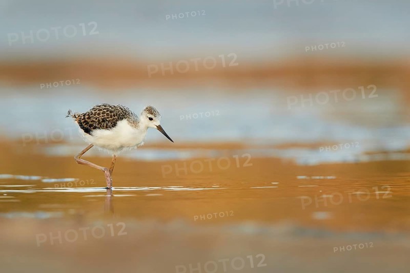 Black-winged Stilt (Himantopus himantopus) juvenile foraging, Spain