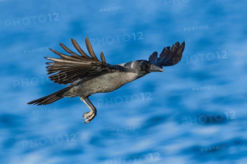 House Crow (Corvus splendens) flying, Eilat, Israel