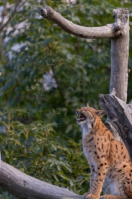 One Eurasian lynx, (Lynx lynx), sitting yawning on a dead tree. Side view with green vegetation in the background