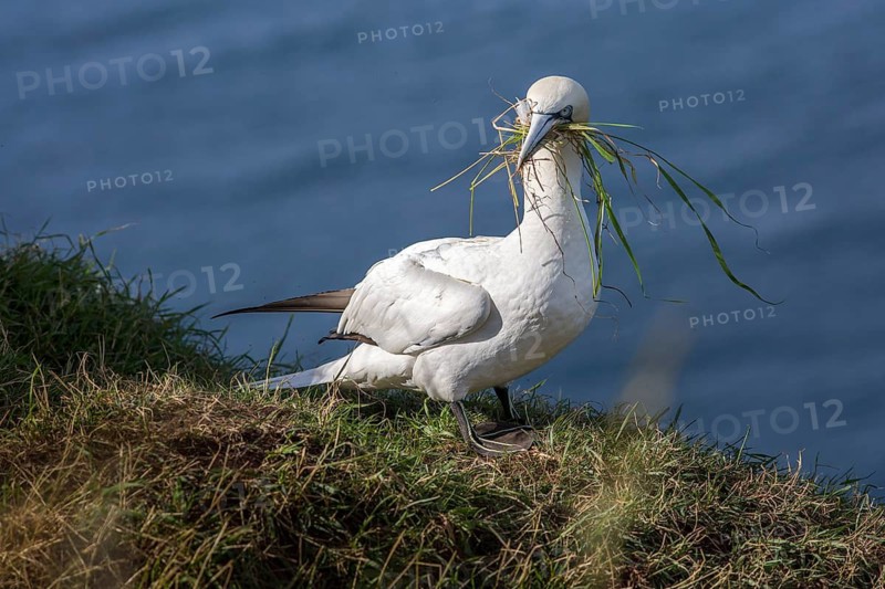 Northern Gannet (Morus bassanus), with nesting material in beak, East Yorkshire, United Kingdom